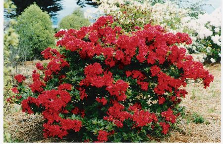 Azalea Ilam Red 4W